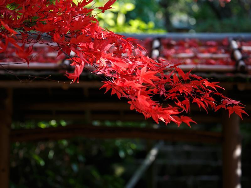 Nakanobo Zuien (Adults Only) Kobe Ngoại thất bức ảnh